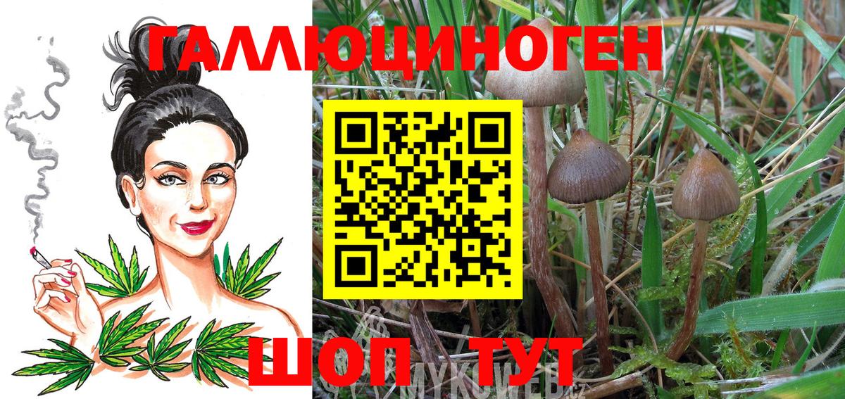 Псилоцибиновые грибы Psilocybe Тайшет