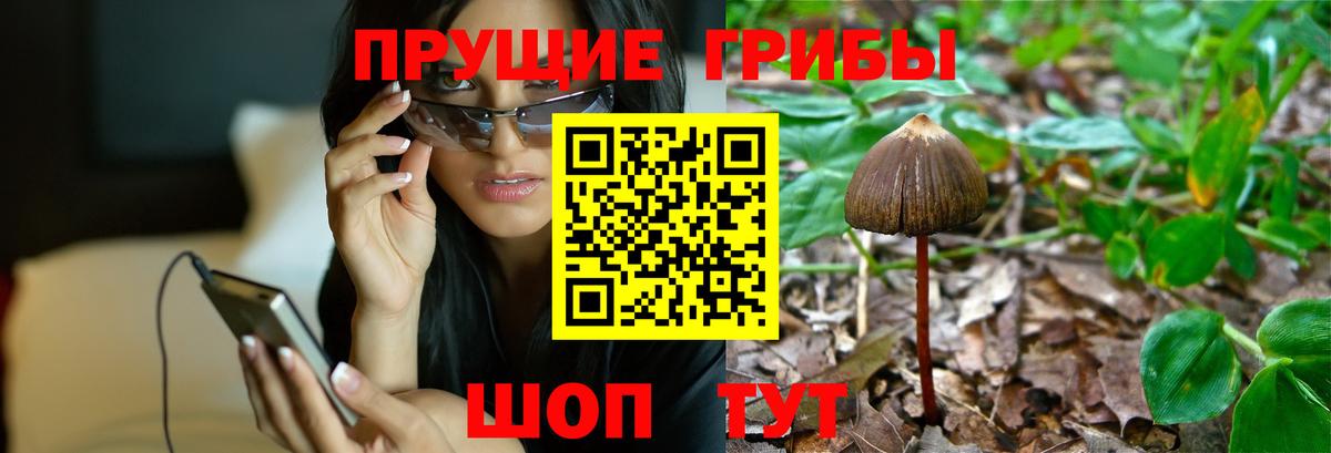 Псилоцибиновые грибы Psilocybine cubensis  Вход с VPN  сколько стоит  Тайшет 
